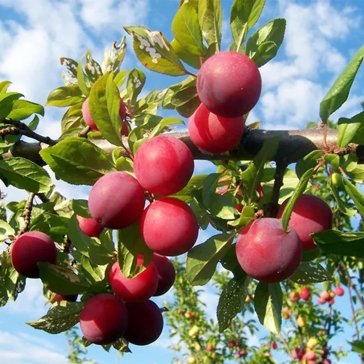 Graines de fruit de prunier de plage