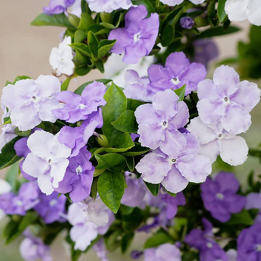 yesterday today and tomorrow plant seeds Yesterday-Today-and-Tomorrow (Brunfelsia pauciflora) Flower Seeds – He – Pure Asia Seeds