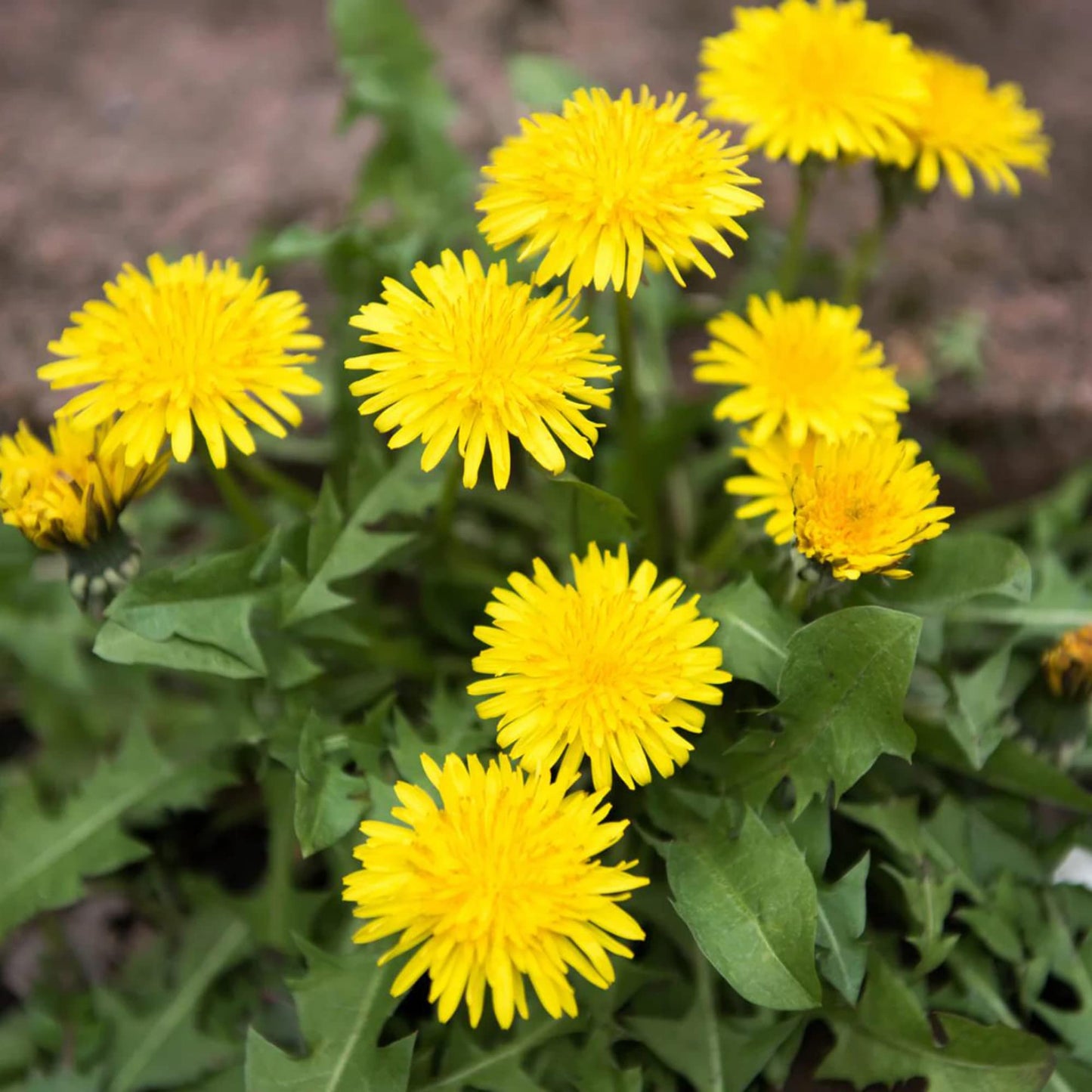 French Dandelion Flower Seeds