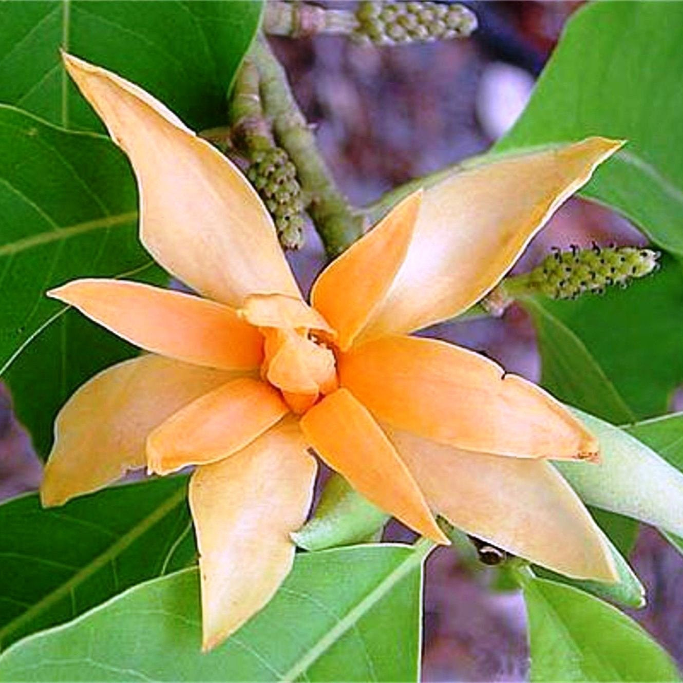 champaka flower seeds Magnolia Champaca Flower Seeds for Planting – Heirloom, Non-GMO, Fragr – Pure Asia Seeds