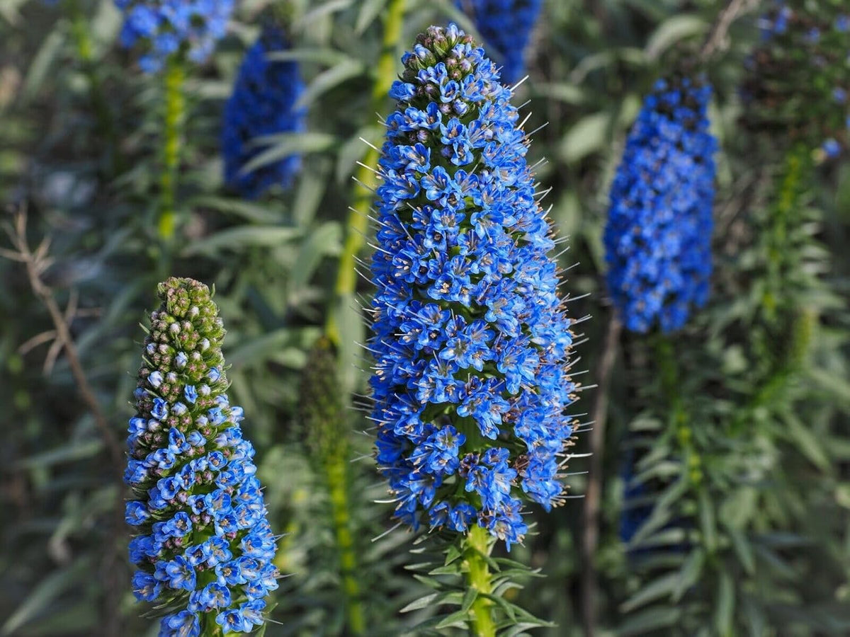 Madeira Flower seeds for Planting - Seasonal Bloomer, Heirloom & GMO Free Seeds for Home Garden
Sale seeds for planting in home garden