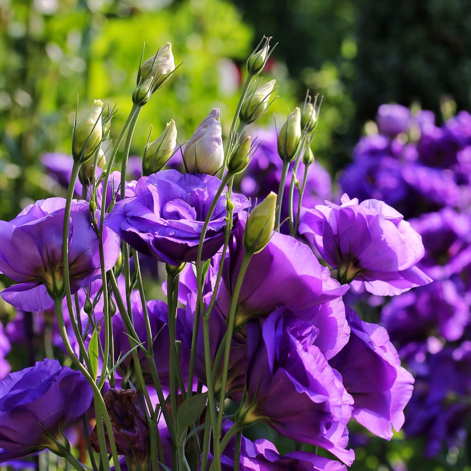 flower seeds lisianthus seeds Purple Lisianthus Flower Seeds for Planting – Heirloom, Non-GMO, Easy – Pure Asia Seeds