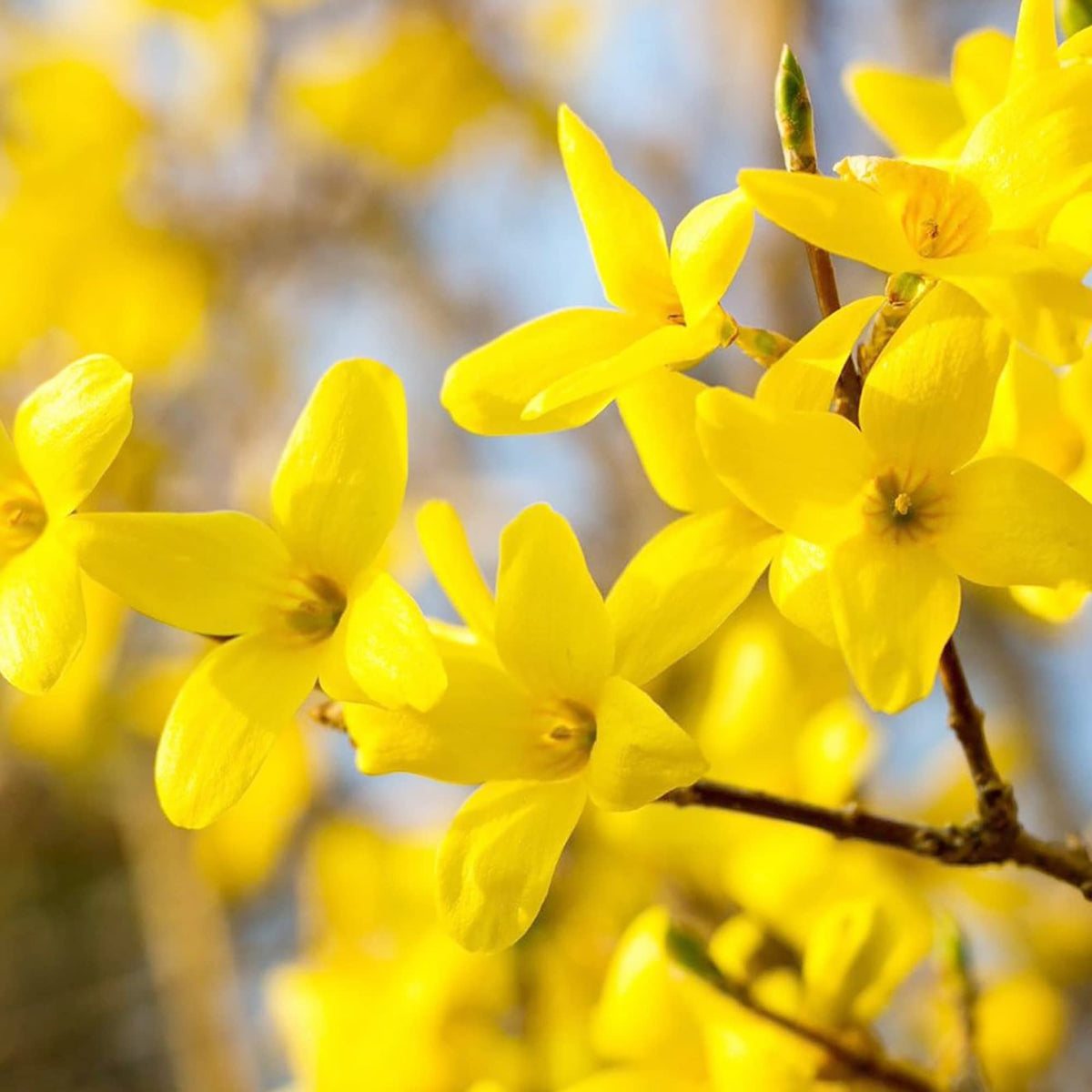 Yellow Forsythia Flower seeds for Planting - Seasonal Bloomer, Heirloom & GMO Free Seeds for Home Garden
Sale seeds for planting in home garden