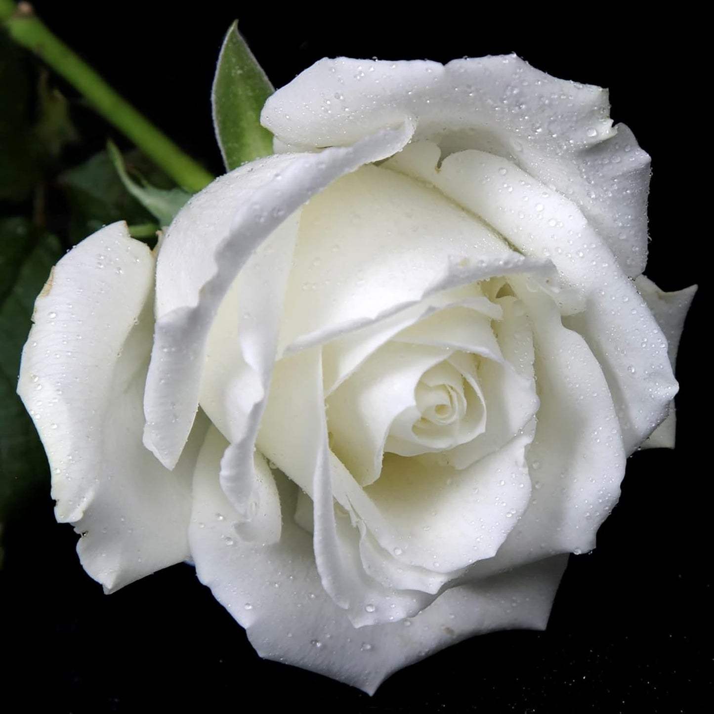 White Rose Flower Seeds