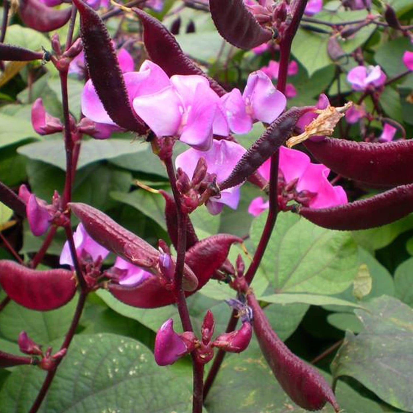 Hyacinth Bean Lablab Purpureus Vegetable Seeds