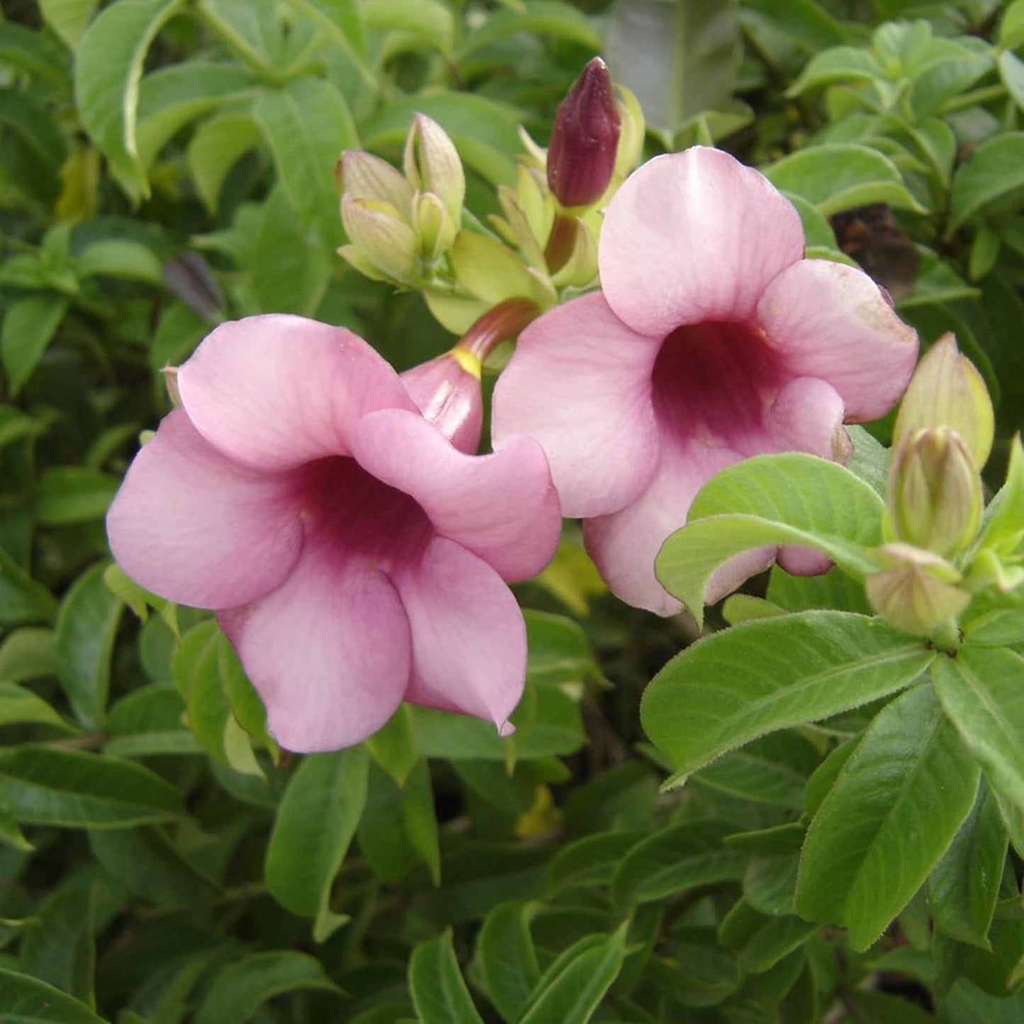 Semillas de flores de Allamanda Blanchetii