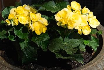 Yellow Geranium Flower seeds for Planting - Hardy Variety, Heirloom & GMO Free Seeds for Home Garden
Sale for planting in home garden