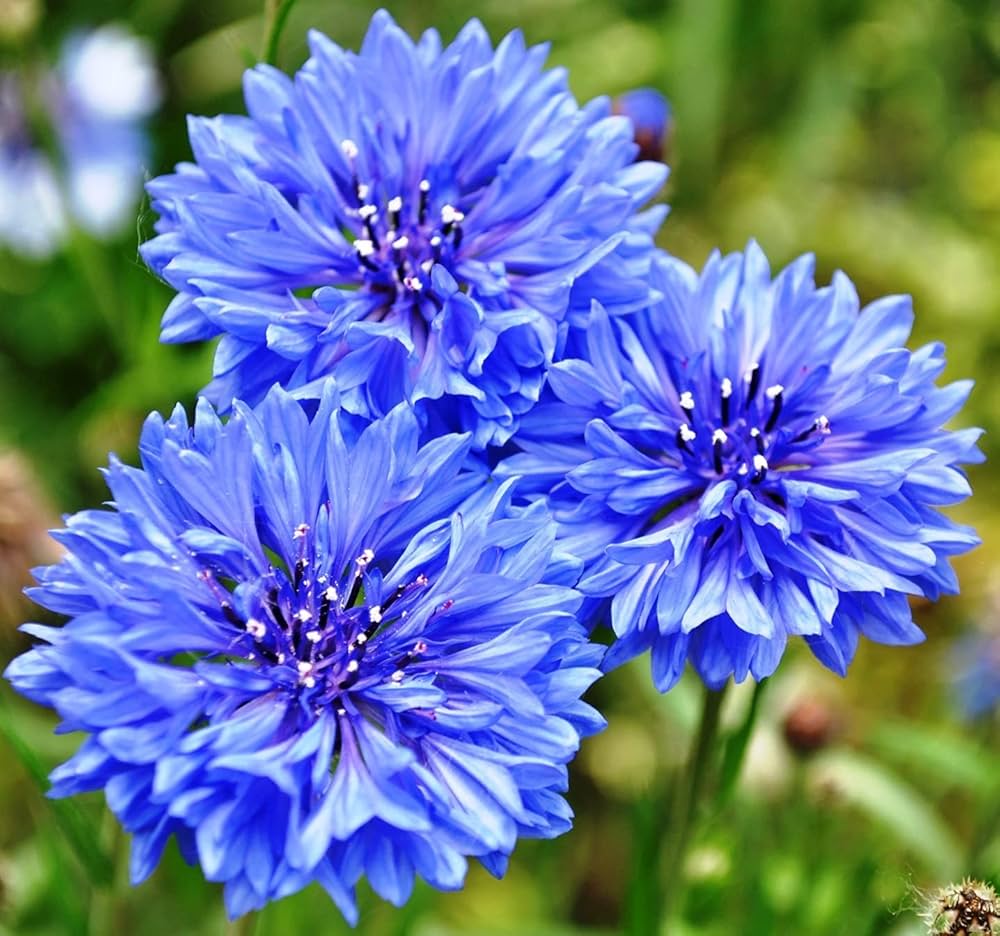Bachelor Buttons Seeds – Double Blue Cornflower