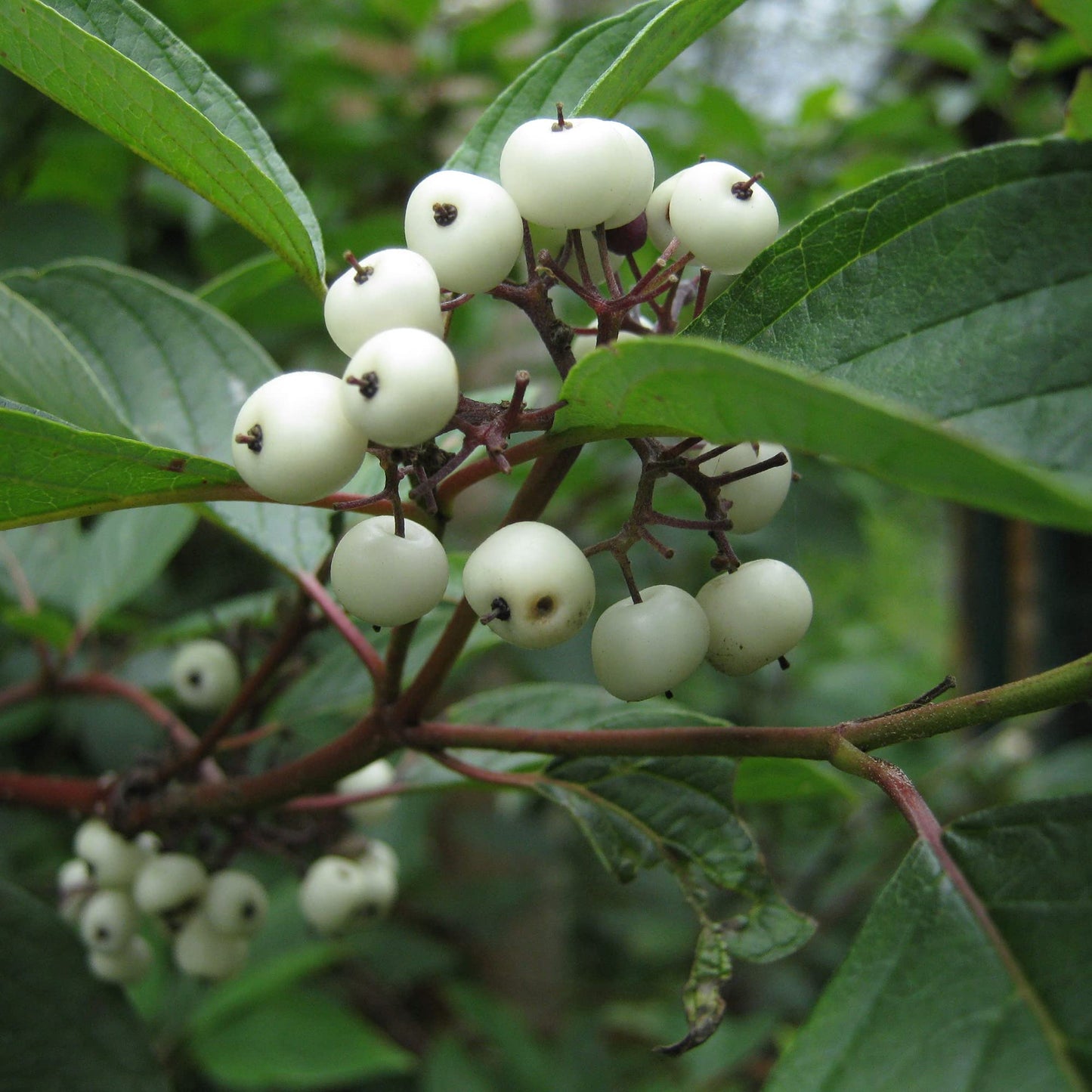Tatarian Dogwood Shrub Seeds