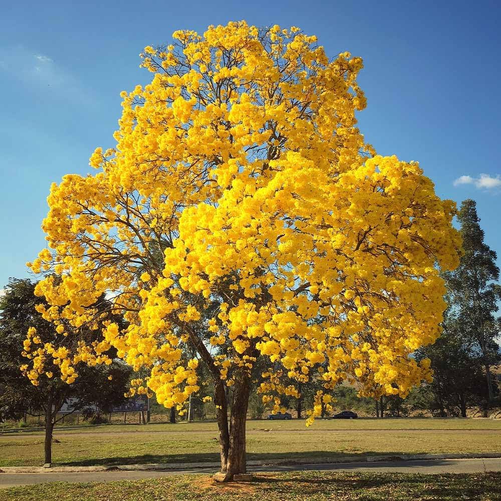 Yellow Jacaranda Tree Seeds