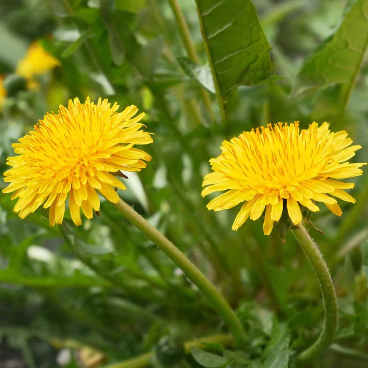 French Dandelion Flower Seeds