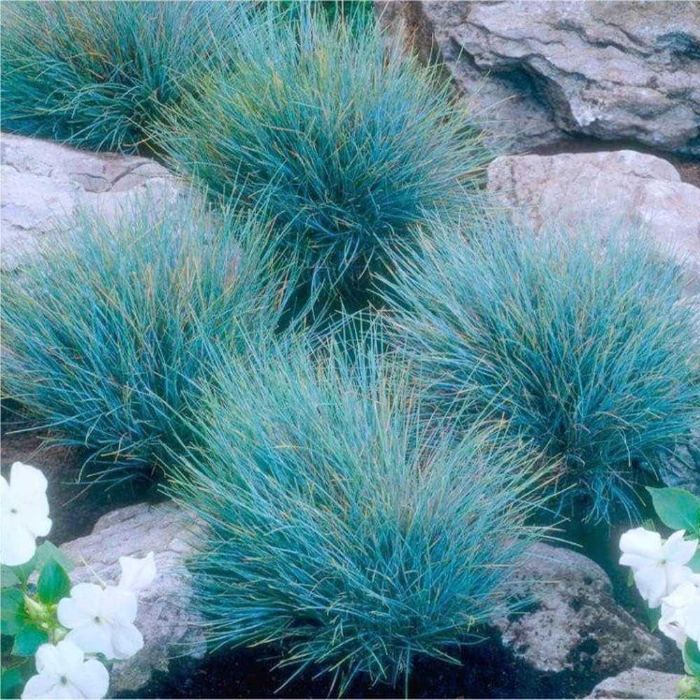 Blue Fescue Grass Herb Seeds for Planting – Heirloom, Non-GMO, Drought-Tolerant, Perennial