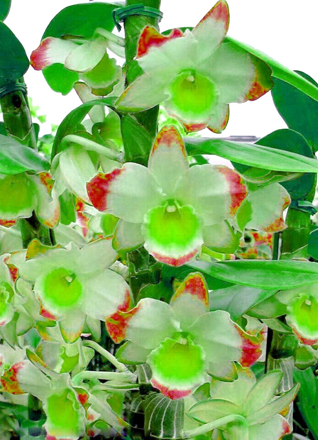 Green Red Dendrobium Flower seeds for Planting - Shade Tolerant, Heirloom & GMO Free Seeds for Home Garden
Sale for planting in home garden.