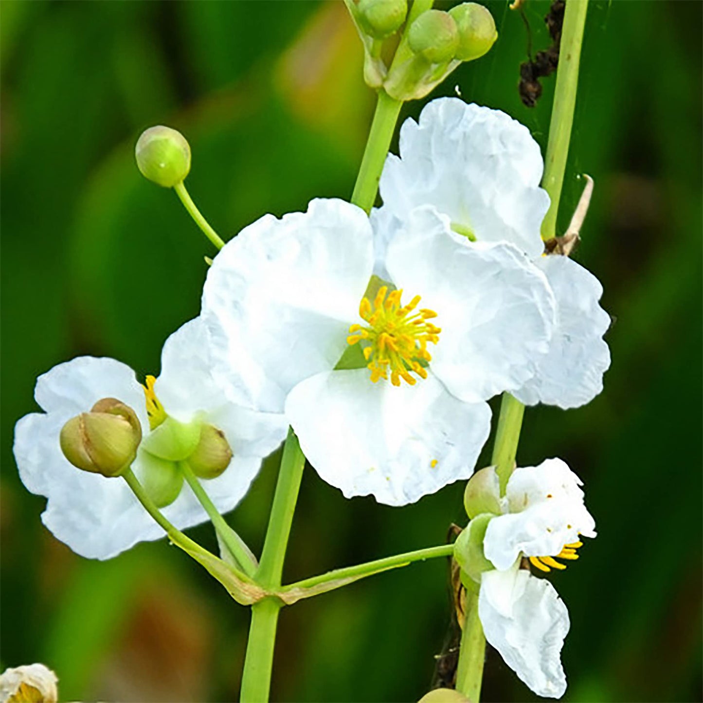 Broadleaf Arrowhead Flower Seeds