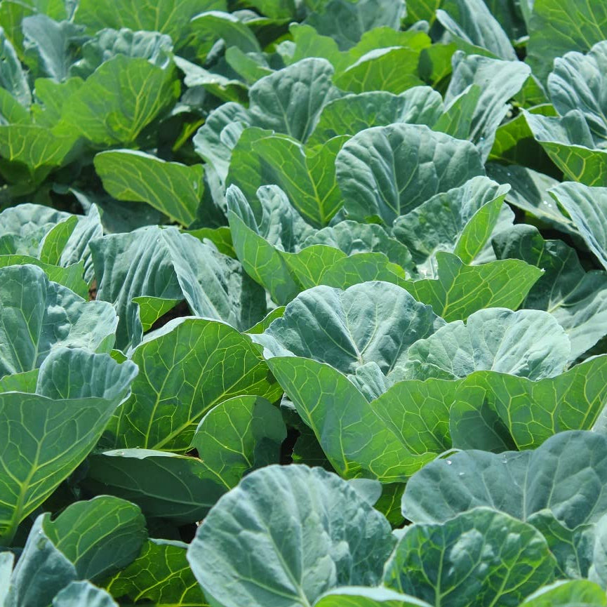 コラードグリーン 野菜の種