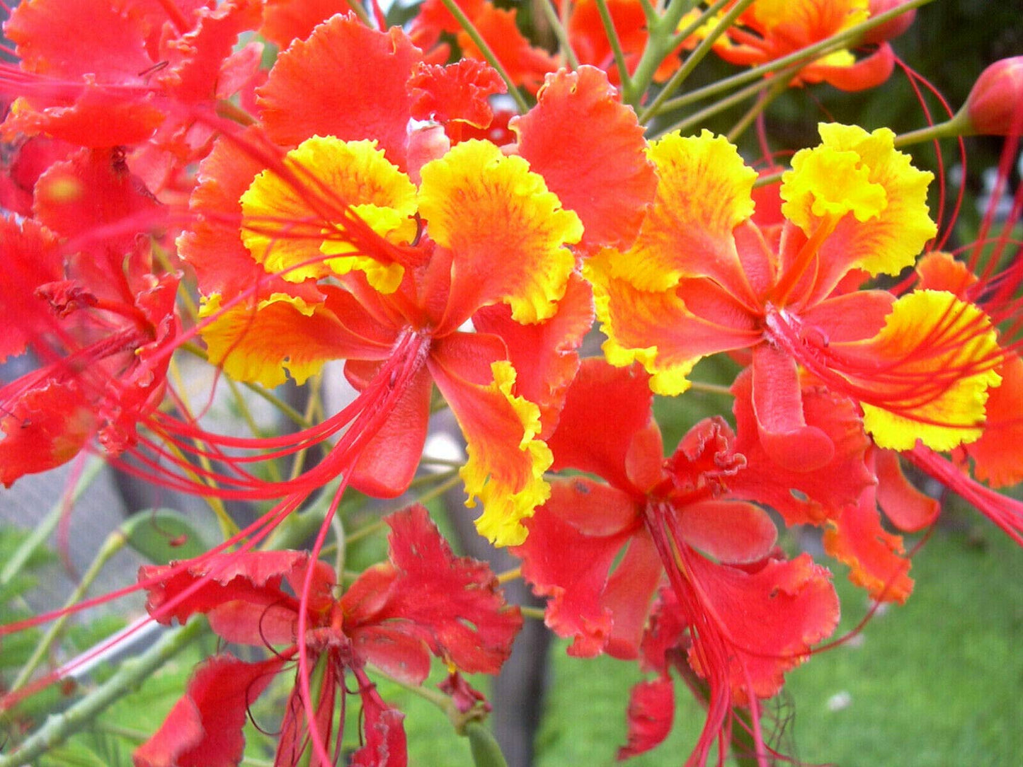 Peacock Flower Seeds