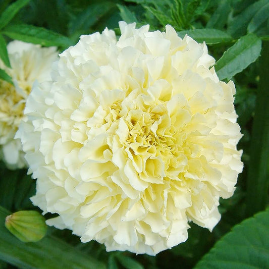 American Eskimo Marigold Flower Seeds for Planting – Heirloom, Non-GMO, Easy to Grow, Annual