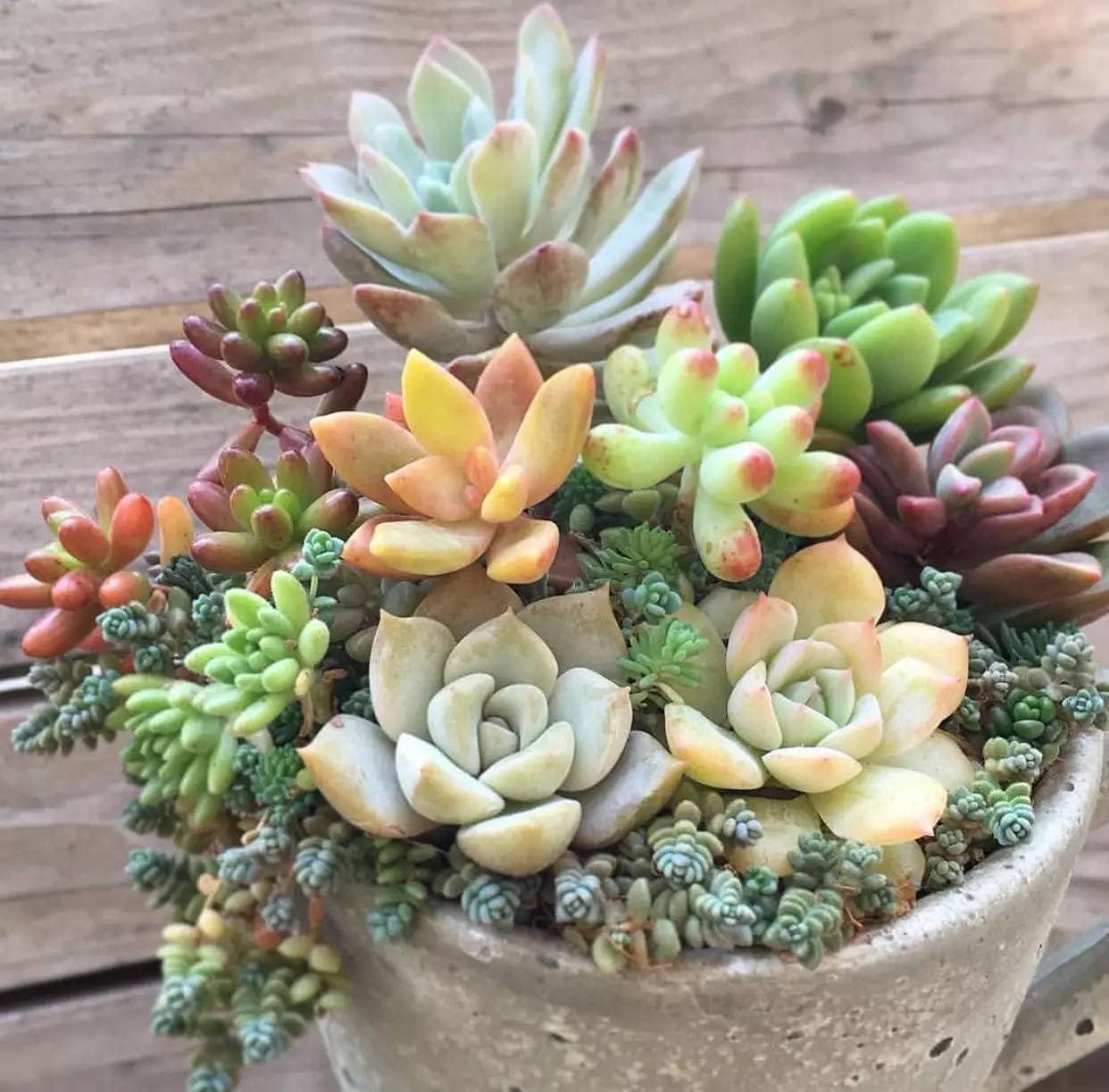 Gemischte Sedum-Pflanzensamen