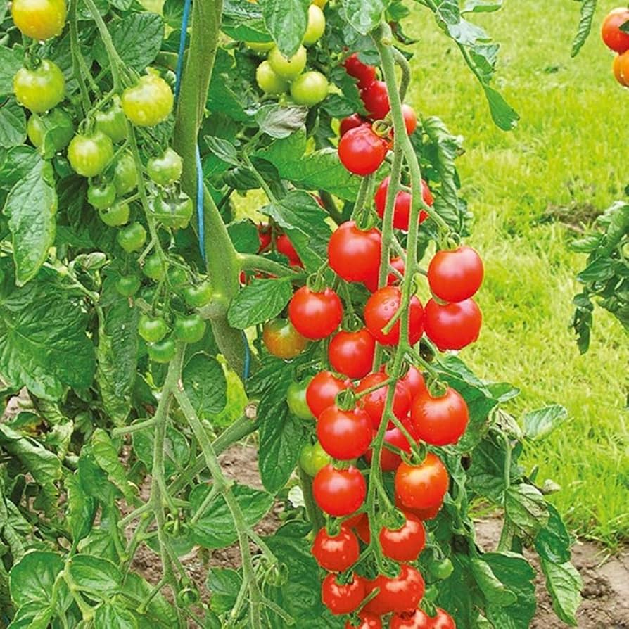 Rosalita Cherry Tomato Vegetable Seeds