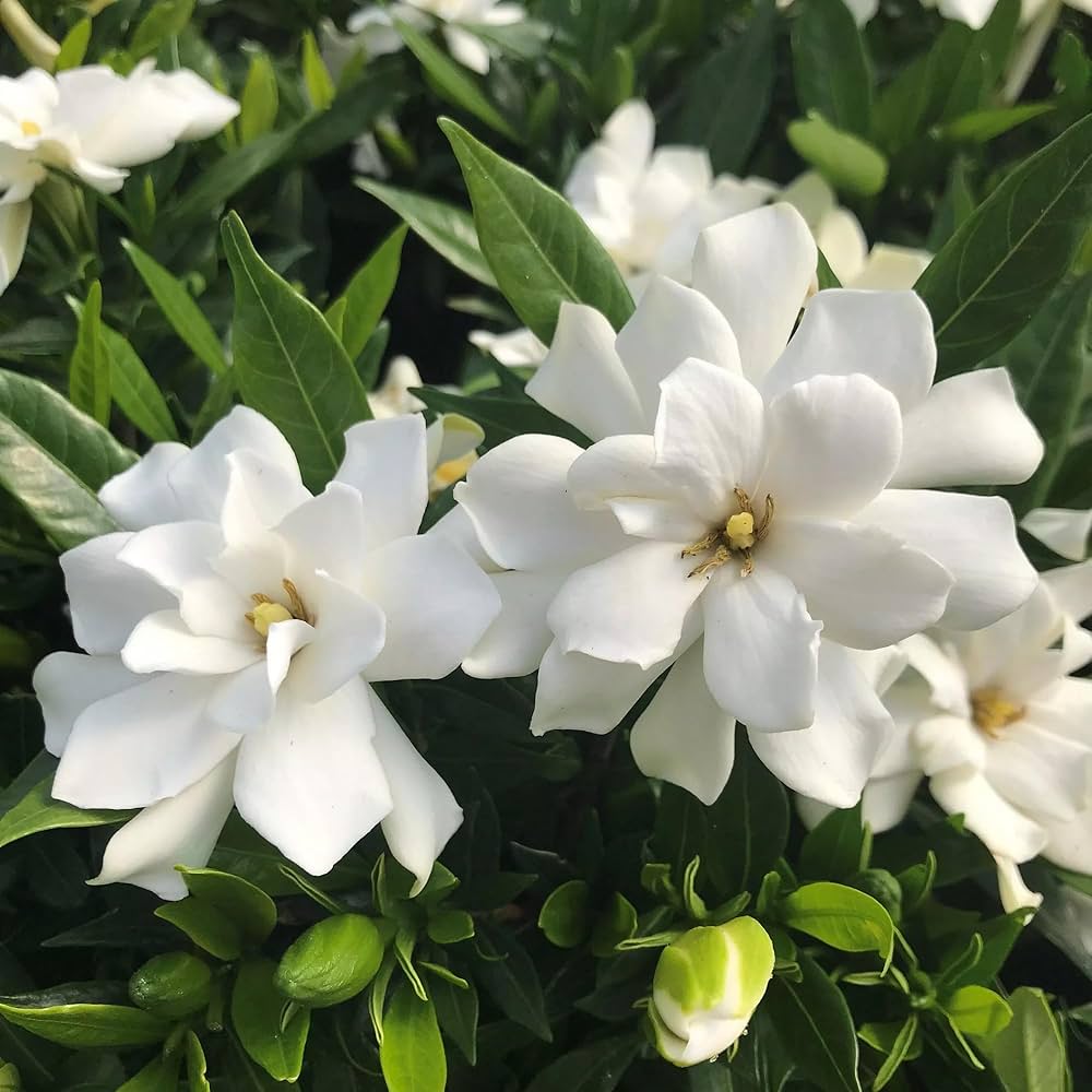 planting gardenia seeds Gardenia Jasminoides Flower Seeds for Planting – Heirloom, Non-GMO, Ea – Pure Asia Seeds