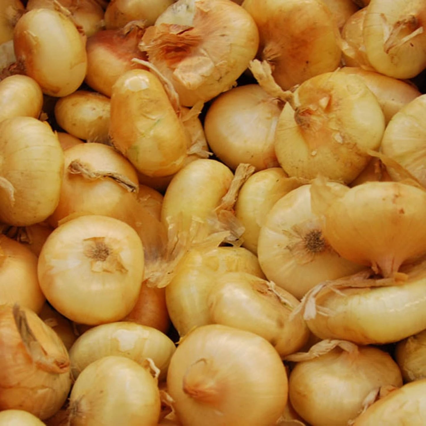 Borettana Cipollini Onion Vegetable Seeds for Planting – Heirloom, Non-GMO, Sweet, Italian Variety