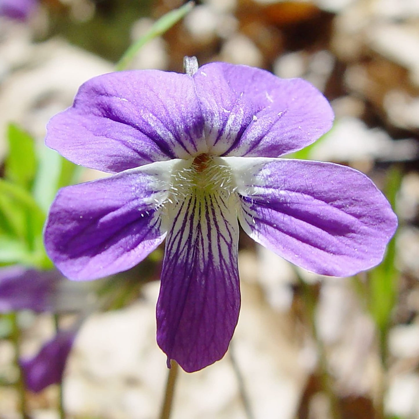 Prairie Violet Flower Seeds