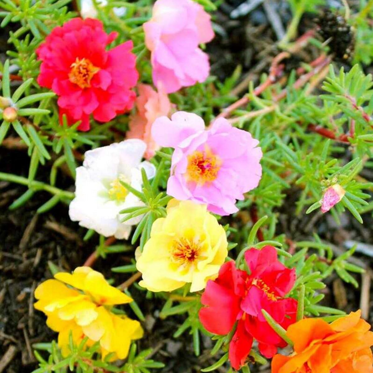 Moss Rose Flower seeds for Planting Bright Blooms Heirloom & GMO Free Seeds for Home Garden
Sale seeds for home garden planting