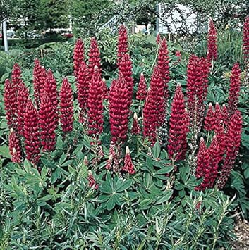 Maroon Lupine Flower seeds for Planting - Wildflower Mix, Heirloom & GMO Free Seeds for Home Garden
Sale seeds for planting in home garden