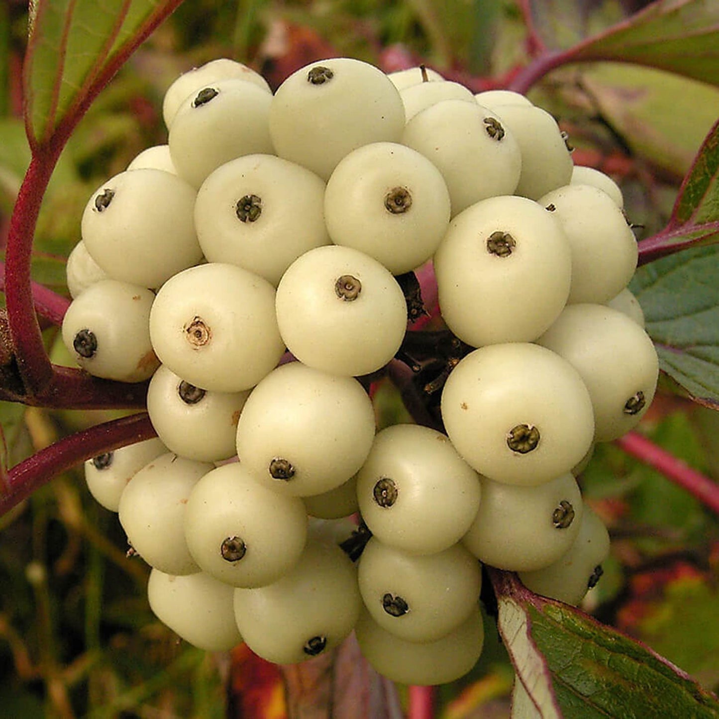 Tatarian Dogwood Shrub Seeds