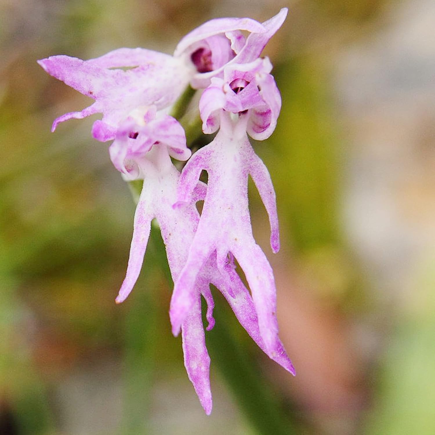 Naked Man Orchid Flower Seeds - Main Image