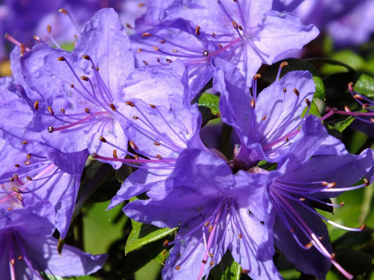 Purple Azalea Flower seeds for Planting - Easy to Grow, Heirloom & GMO Free Seeds for Home Garden
Sale for planting in home garden.