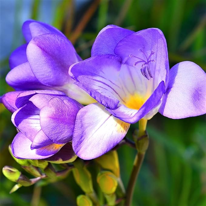 Blue Freesias Flower seeds for Planting - Easy to Grow, Heirloom & GMO Free Seeds for Home Garden
Sale for planting in home garden