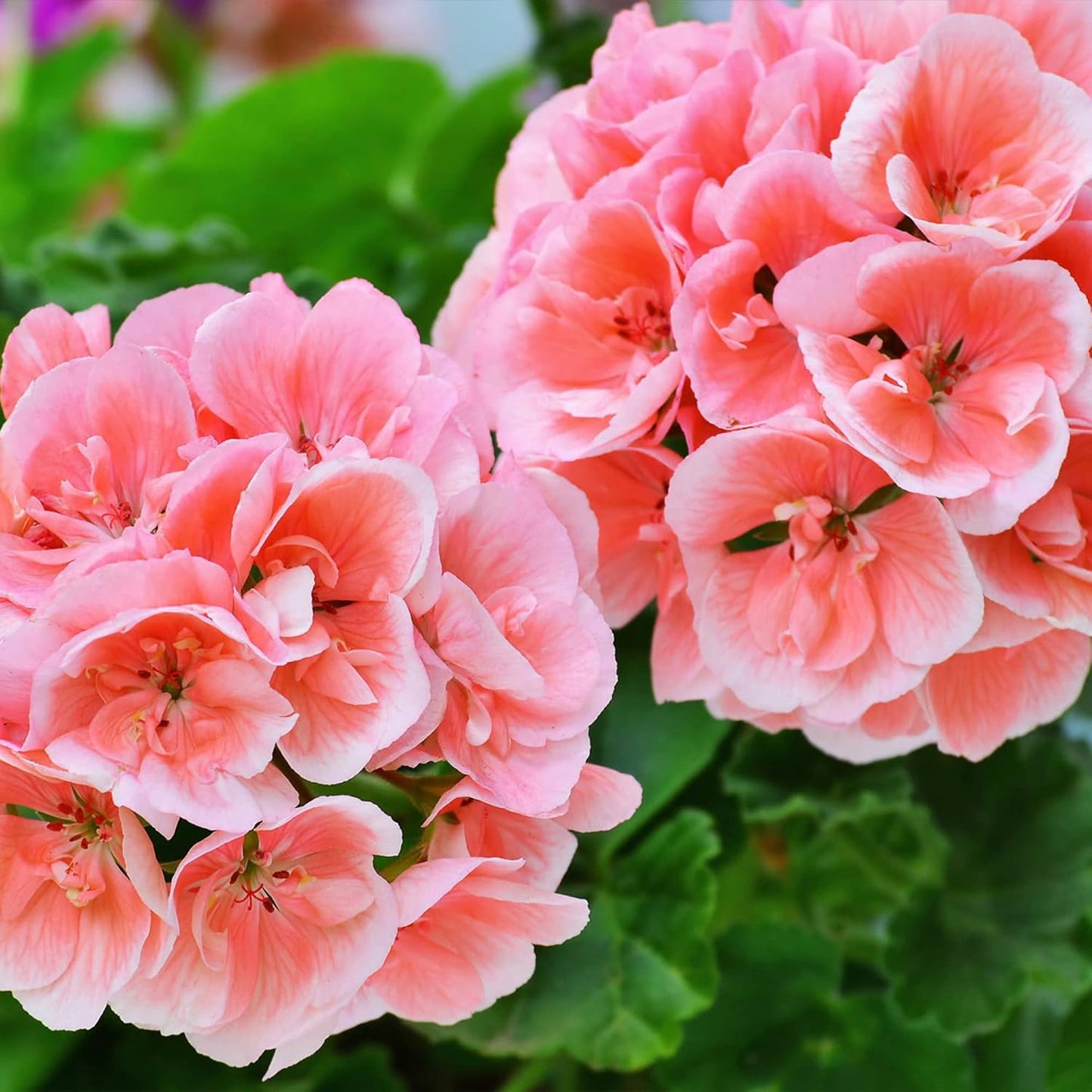 Salmon Queen Geranium Flower Seeds