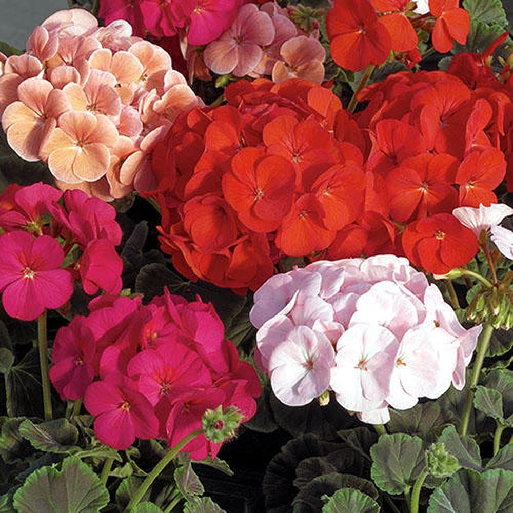 Geraniums Flower seeds for Planting - Drought Tolerant, Heirloom & GMO Free Seeds for Home Garden