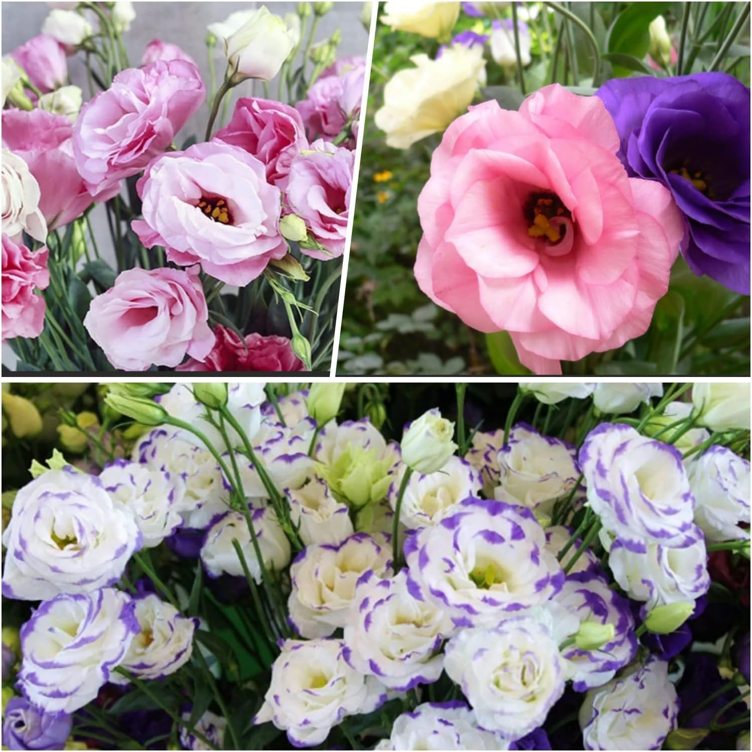 lisianthus flower seed Lisianthus Mix Flower Seeds for Planting – Heirloom, Non-GMO, Easy to – Pure Asia Seeds