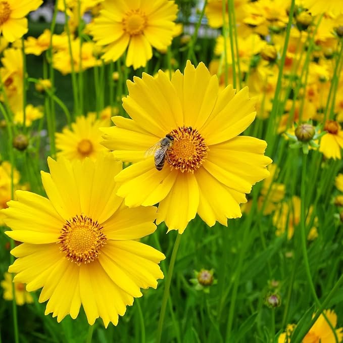 Yellow Coreopsis Flower seeds for Planting - Premium Quality, Heirloom & GMO Free Seeds for Home Garden
Sale for planting in home garden
