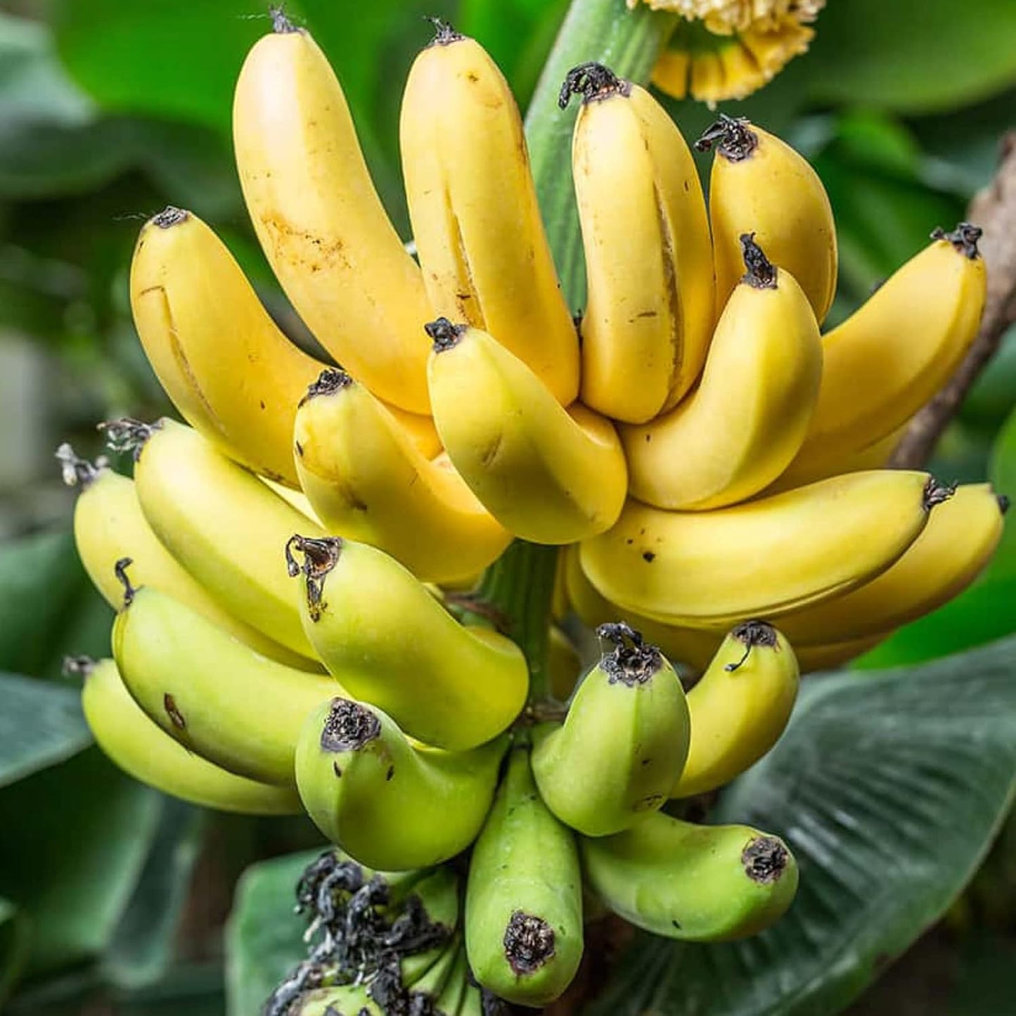 Semi di frutta di banana