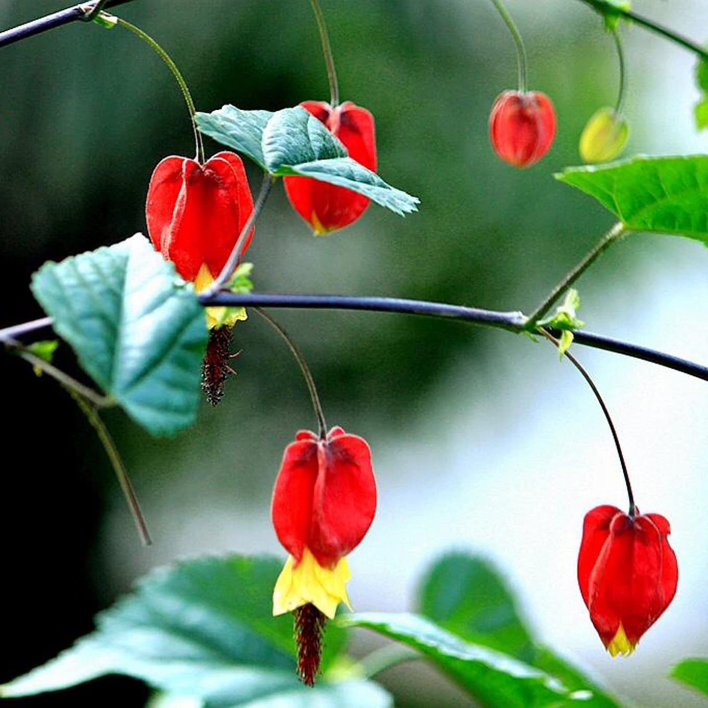 Semillas de flores de Abutilon Megapotamicum