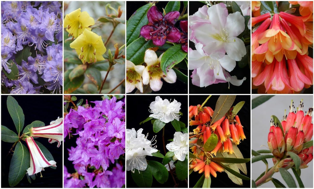 Rhododendron Flower seeds for Planting - Garden Favorite, Heirloom & GMO Free Seeds for Home Garden
Sale for planting in home garden.