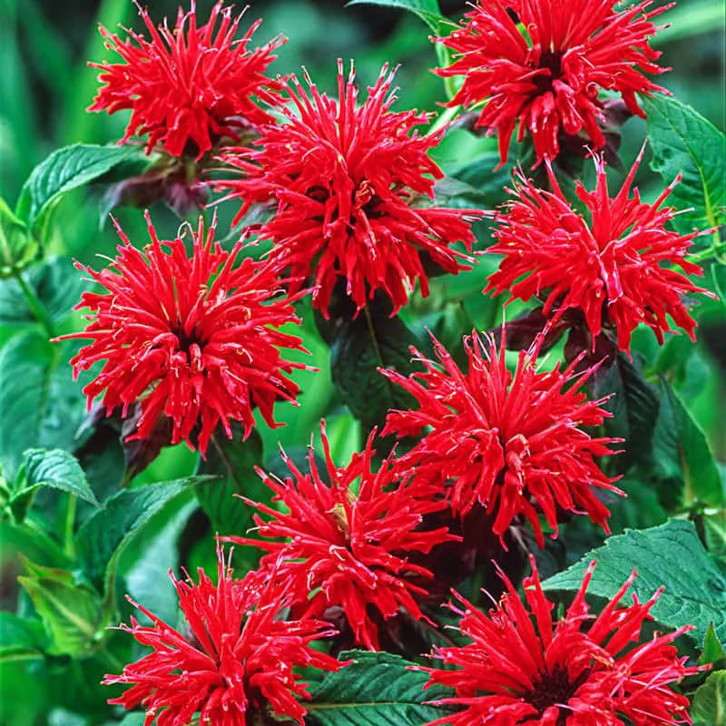Red Bergamot Monarda Flower seeds for Planting Seasonal Bloomer Heirloom & GMO Free Seeds for Home Garden