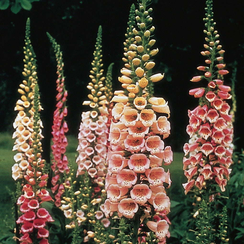 Foxglove Flower Seeds Perfect for Your Garden