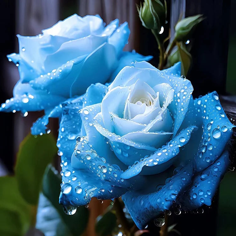 Ice Blue Rose Flower seeds for Planting - Cottage Garden Essential, Heirloom & GMO Free Seeds for Home Garden
Sale for planting in home garden.