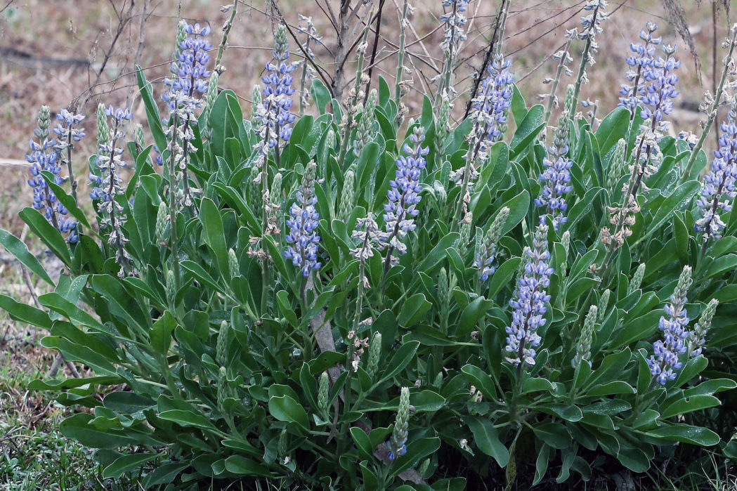Lupine Wildflower Seeds sky blue