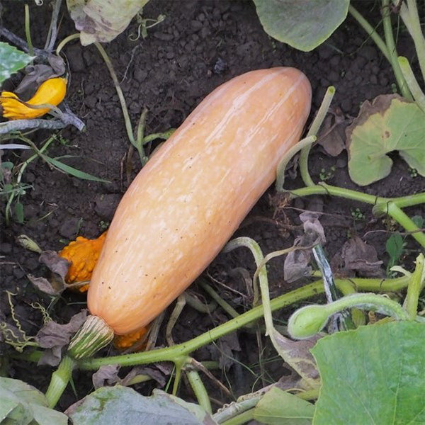 Jumbo Pink Banana Squash Fruit Seeds
