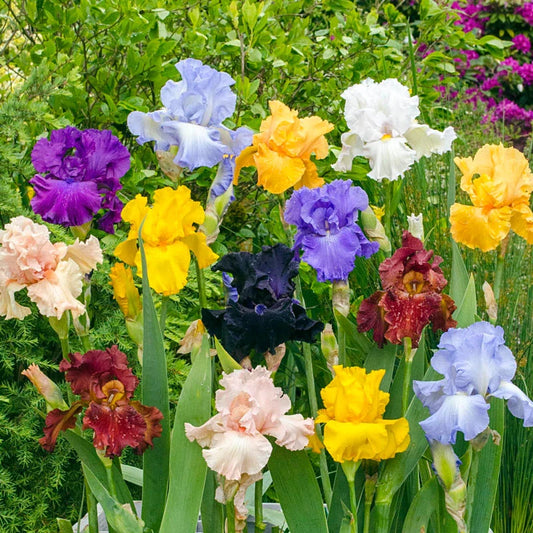 Bearded Iris Flower Seeds – Heirloom, Non-GMO, Perennial