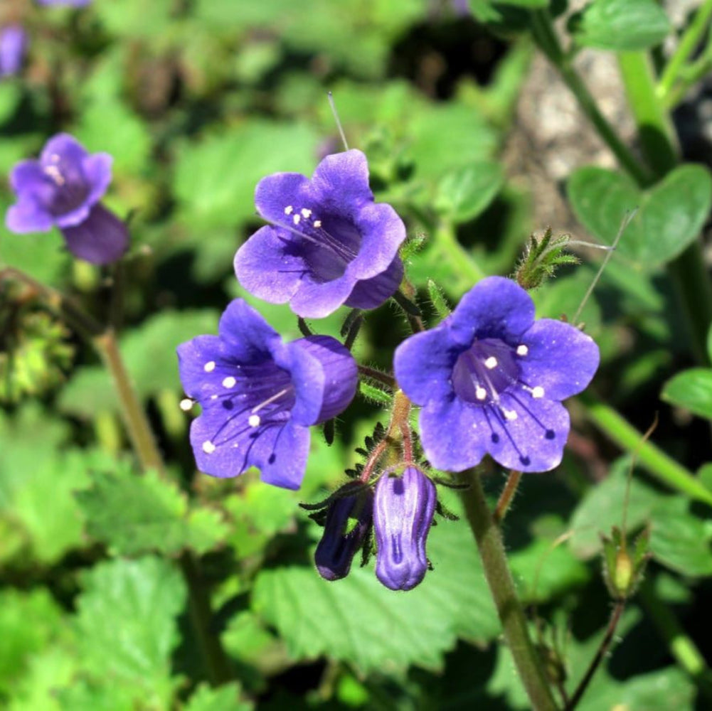 Semillas de flores de campanilla azul de California