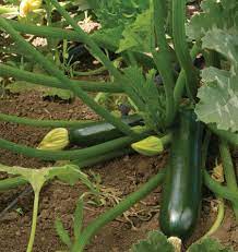 Graines de courgette Black Beauty