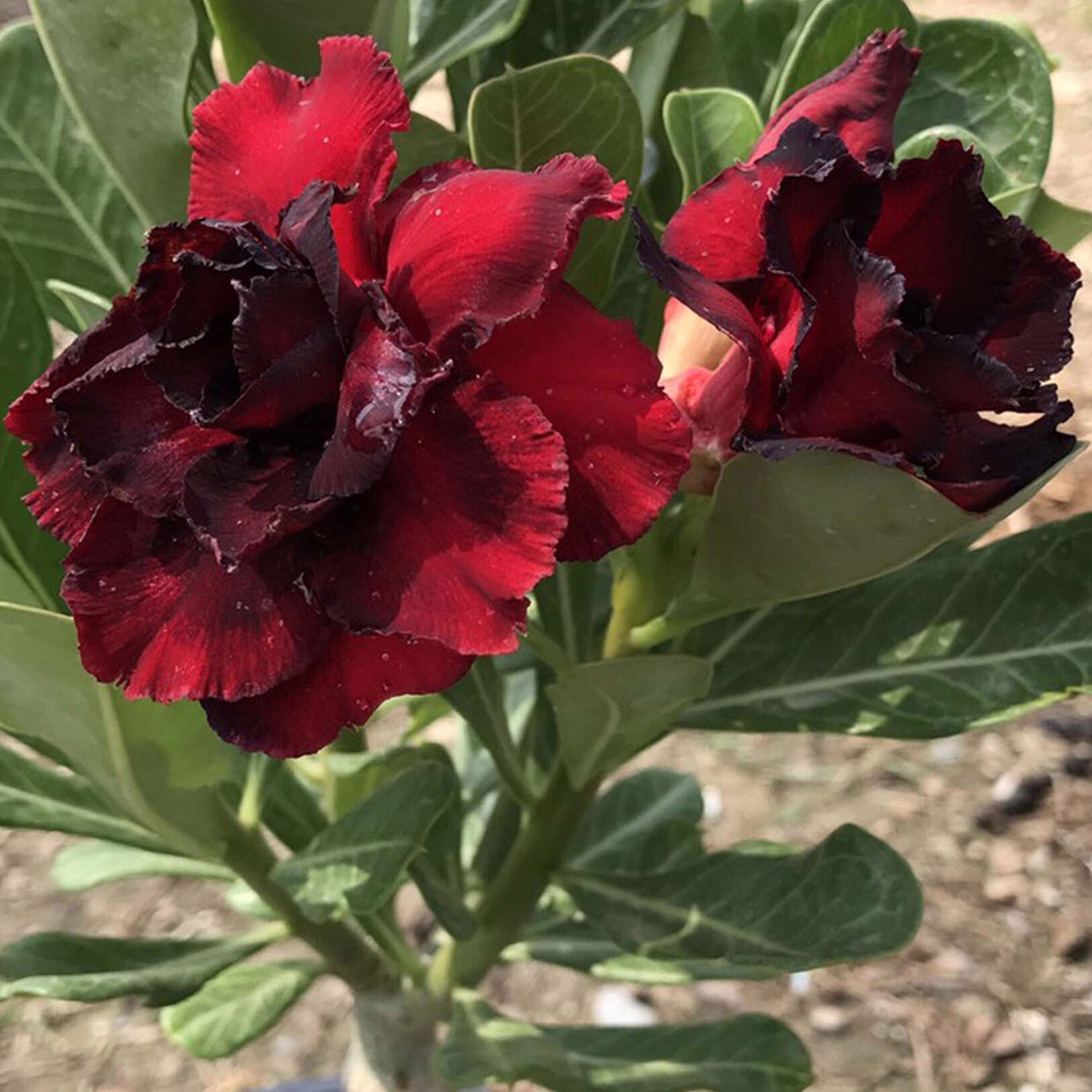 red desert rose seeds Black-Red Desert Rose Flower Seeds for Planting – Heirloom, Non-GMO, E – Pure Asia Seeds