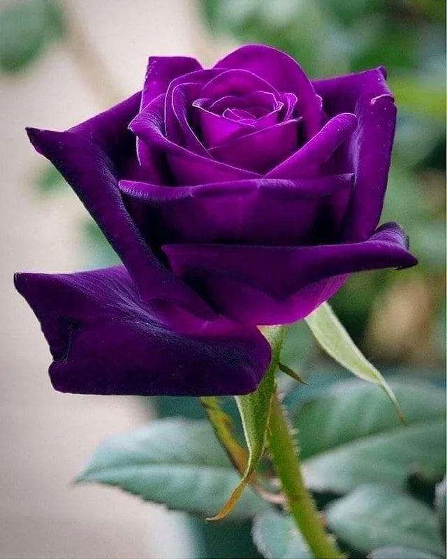 Purple Dragon Rose Flower Seeds