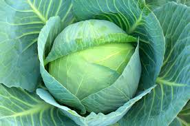 Home Garden Cabbage Seeds